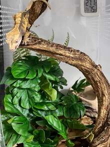 Reptile Habitat Artificial Plants, Amphibian Tank Shelter Hanging Plants, Climbing - Terrarium With Suction Cup Base, Tank Decoration, Suitable For Bearded Dragons, Lizards, Snakes, Geckos, Frog-Hamsters