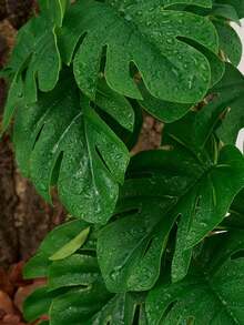 Reptile Habitat Artificial Plants, Amphibian Tank Shelter Hanging Plants, Climbing - Terrarium With Suction Cup Base, Tank Decoration, Suitable For Bearded Dragons, Lizards, Snakes, Geckos, Frog-Hamsters