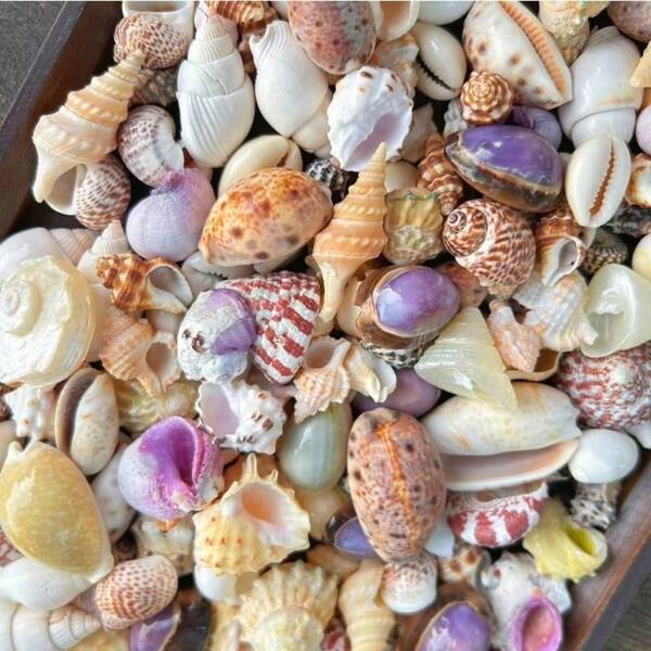 150g/250g Premium gemischte Muschel-Kollektion - über 20 Sorten für Ozean-Harz-Kunst, Ferienbastelsätze, Aquarium-Landschaftsgestaltung & ganzjährige DIY-Heimdekoration, Weihnachts- und Halloween-Dekorationen