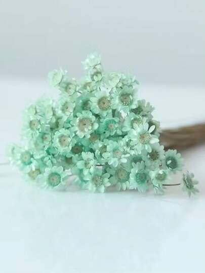 30/60/100/200 枝天然干花，巴西小星形雏菊装饰干花，迷你雏菊洋甘菊花束，用于婚礼插花、家居装饰、情人节礼物