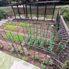 Sturdy Metal Climbing Plant Garden Trellis - Suitable For Various Plants, Cucumbers, Beans And Tomatoes - Plant Support Rack, Decorative And Functional, Ideal For Gardens, Balconies And Outdoor Spaces, Essential For Gardening Enthusiasts And Outdoor Planting - Army Green - View 6