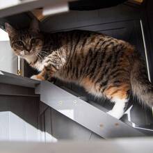 Cat Trees & Condos - Default - View 8