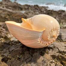 Oversized Golden Coconut Swirl Conch Planter - Christmas Decorations For Home, Fall Home Decor, Aquarium  Succulent Pot, Vintage Gift Ornament & Handicraft Collection - Random style - View 5