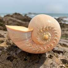 Oversized Golden Coconut Swirl Conch Planter - Christmas Decorations For Home, Fall Home Decor, Aquarium  Succulent Pot, Vintage Gift Ornament & Handicraft Collection - Random style - View 1