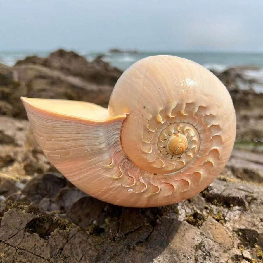 Oversized Golden Coconut Swirl Conch Planter - Christmas Decorations For Home, Fall Home Decor, Aquarium  Succulent Pot, Vintage Gift Ornament & Handicraft Collection - Random style - View 1