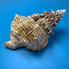 1pc Natural Small Sea Snail Shell, Golden Mouth Tree Frog Decoration Accessory For Aquarium Landscaping, Hermit Crab Shell Replacement