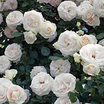 "1.Semillas de Rosa Blanca Pura Aproximadamente 100 Granos (Semillas de Flores para Sembrar), Flores Elegantes para Jardines Verticales y Cercos​ 2.Semillas de Flor Rosa Blanca (≈100 Granos) – Resiste Climas Calidos Moderados, Ideal para Macetas con Pasto para Sombra y Balcones​ 3.Semillas de Rosa Blanca Aproximadamente 100 Granos (Solagro Semillas), Flores Aromáticas para Decorar Entradas de Hogar y Bodas​ 4.Semillas de Flor Rosa Blanca (100 Granos Aprox.) – Fácil de Cultivar sin Experiencia, Perfecta para Principiantes y Regalos de Pureza​ 5.Semillas de Rosa Blanca Pura Aproximadamente 100 Granos (Semillas de Flores para Sembrar), Atrae Abejas y Mariposas para Biodiversidad en Jardines"