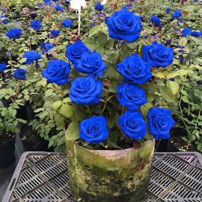 100 Semillas de Rosa "Xundu Arcoíris Americana" (Flor Azul Intenso como Súpernova) - Planta Ornamental Exótica para Decoración de Jardines, Bodas y Eventos de Lujo, Regalo Perfecto para San Valentín, Aniversarios y Fiestas Temáticas, Fácil de Cultivar para Principiantes y Amantes de Plantas Únicas