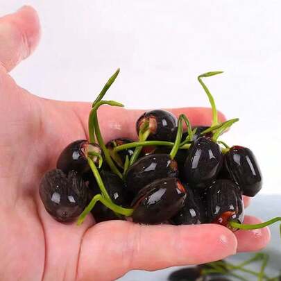 Semillas de Loto Aproximadamente 5 Granos , Ideal para Decoración de Macetas Acuáticas, Pequeñas Piscinas y Jardines de Agua con Floración Elegante