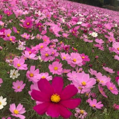 100 Semillas de Cosmos Mezcla de Colores - Surtido Festivo de Blanco, Rosa, Rojo y Carmesí para un Jardín de Verano Alegre