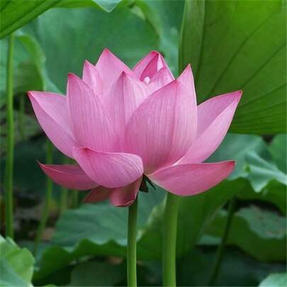 100 Semillas de Loto Rosa Miniaturas - Maceta de Agua Decorativa para Regalo (Cumpleaños/San Valentín/Año Nuevo), Ideal para Decoración de Hogar/Oficina, Fácil Cultivo y Rápida Floración, Purifica el Aire, Perfecto para Principiantes en Jardinería, Amantes de Plantas, Oficinistas y Estudiantes.