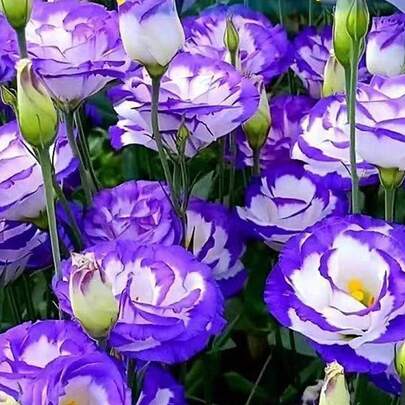 300 Semillas de Eustoma con Bordes de Color Púrpura - Ideal para Decoración Floral de Eventos y Hogares, Regalo Perfecto para Festivales como San Valentín y Navidad, Planta Ornamental de Estilo Único para Jardineros y Amantes de la Decoración