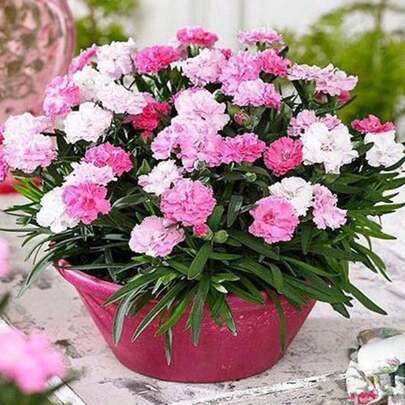 100 Semillas de Clavel - Regalo Perfecto para Jardineros, Días Festivos y Decoración Hogareña. Ideal para Amantes de la Jardinería, Principiantes y Celebracciones como Día de la Madre o Navidad. Flores Coloridas, Fáciles de Cultivar y de Alto Valor Decorativo. ¡Crea tu Propio Jardín con Estas Semillas de Alta Germinación!