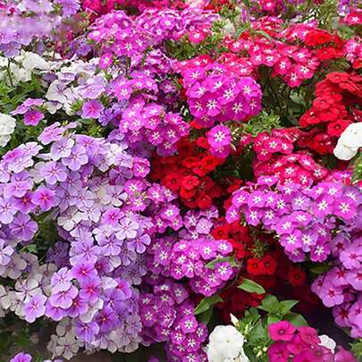 100 Semillas de Phlox - Flores Brillantes para Regalos de Festivos, Jardín, Balcón, DIY. Ideal para Amantes de Jardinería, Principiantes. Fácil Cultivo, Colores Vibrantes, Flores Duraderas. ¡Perfecto para Cumpleaños, Aniversarios y Decoración Hogar!