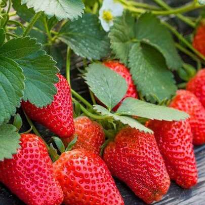 ¡100 Semillas de Fresas! Kit de Cultivo de Regalo Único. Ideal para Cumpleaños, Aniversarios y Días Especiales. Perfecto para Jardineros Principiantes y Amantes de la Naturaleza. Cultiva en Interiores o Balcones. Disfruta de Fresas Dulces y Orgánicas en Casa. Regala Creación y Sabor.