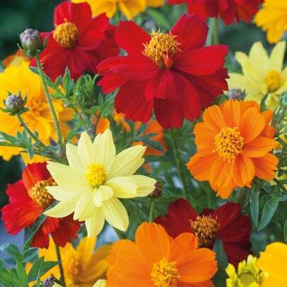 100 Semillas de Girasol Sulfuro - Regalo Perfecto para Jardineros, Día de la Madre, Navidad. Ideal para Jardines, Balcones y Proyectos Educativos. Flores Vibrantes, Fácil Cultivo, Resistente a Sequía. ¡Ideal para Principiantes y Amantes de la Naturaleza!