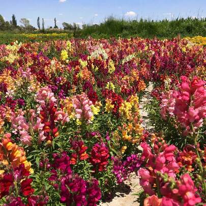 BIG GARDEN - 500 Semillas de Antirrhinum de Colores Mixtos Apasionantes, Alta Germinación, Ideal para Jardines y Decoración Festiva