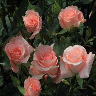 Semillas de Rosas Rosas Claras - Flores con aroma dulce y envolvente, perfectas para jardines o macetas, brotan en hermosos tonos rosas, ideal para decorar espacios y llenarlos con un perfume floral delicado, fáciles de cultivar para principiantes y expertos igual