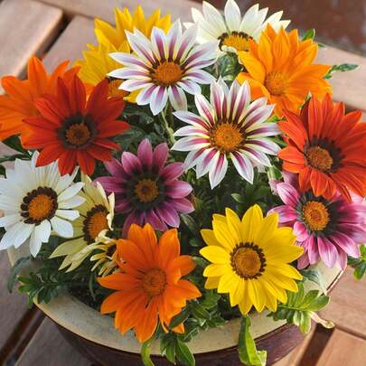 Semillas de Gazania 100 unidades - Flores Brillantes para Regalos de Festivos, Jardín, Balcón, Parterres. Ideal para Principiantes, Aficionados a la Jardinería y Decoradores. Fácil Cultivo, Colores Vivos, Floración Duradera. ¡Crea un Espacio Colorido!
