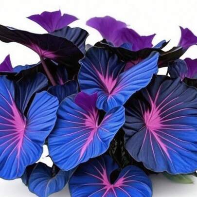 Semillas de Taro de Colores @A11 - 100 Cápsulas Naturales para Plantar | Regalo Original para Día de la Madre, Navidad o Cumpleaños | Ideal Jardinería, Decoración Hogar y Terapias Antiestrés