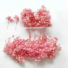 Light Pink Baby's Breath