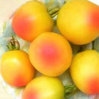 200 Semillas Doradas con Toque Rojo - Ideal para Regalos Festivos, Jardín y Decoración