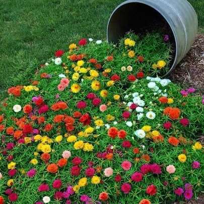 Semillas de Girasol (Variedad Multicolor) Aproximadamente 3000 Granos (Semillas de Flores para Sembrar), Ideal para Decoración de Jardines, Balcones y Zonas Soleadas con Floración Abundante