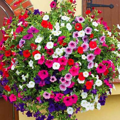 100 Semillas de Petunia Importadas - Regalo Perfecto para Festivales. Ideal para Jardinería en Balcón, Jardín y Decoración Hogareña. Flores Coloridas y Fáciles de Cultivar. ¡Perfecto para Principiantes y Amantes de la Jardinería!