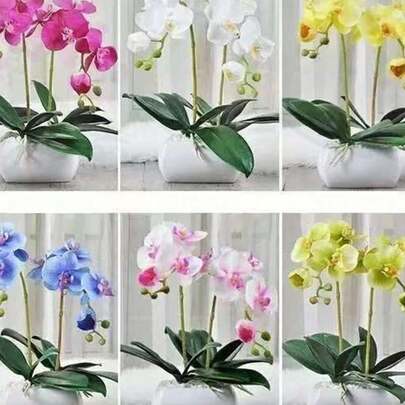 100 Semillas de Orquídea Mariposa - Mezcla de Variedades y Colores, Alta Germinación, Ideales para Jardines y Fiestas Mexicanas