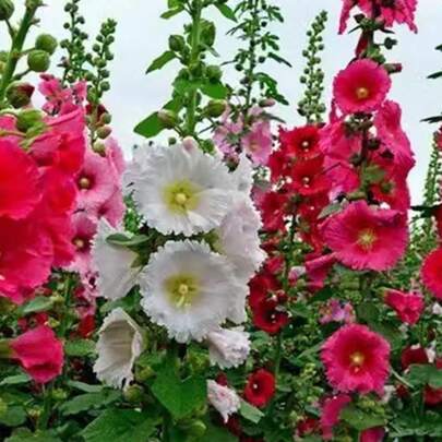 100 Semillas de Alcea Rosea Simple Blanca (Malva Real) - Planta Ornamental para Jardines y Decoración, Regalo Ideal para Día de la Madre, San Valentín y Aniversarios, Fácil de Cultivar para Principiantes