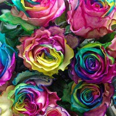 100 Semillas de Rosa "Arcoíris Xundu Americana" - Planta Ornamental con Colores Arcoíris para Aromaterapia y Decoración, Regalo Perfecto para San Valentín, Cumpleaños y Fiestas Creativas, Fácil de Cultivar para Amantes de la Alegría y la Naturaleza