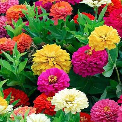 Semillas de Zinnia (Variedad Multicolor) Aproximadamente 100 Granos (Semillas de Flores Ornamentales), Ideal para Decoración de Jardines, Macetas y Zonas Soleadas con Floración Larga y Colores Intensos