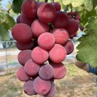 Uvas Reina Nina 100 Piezas – Uvas Premium Regalo | Ideal para Navidad, Año Nuevo y Reuniones | Caja de Lujo | Dulces y Jugosas | Importadas de España