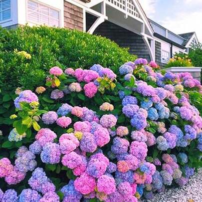 50 Semillas de Hortensias Multicolores para Regalo - Ideal para Jardín, Decoración Hogar y Ocasiones Especiales. Flores Vibrantes, Fáciles de Cultivar, Perfectas para Amantes de la Jardinería, Novatos y Celebración de Festividades.