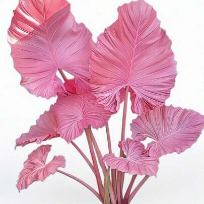 Semillas de Colocasia (100 unidades) - Bulbos de Taro para Cultivo en Jardín | Ideal para Regalos de Celebraciones | Plantas Exóticas Decorativas para Interior y Exterior