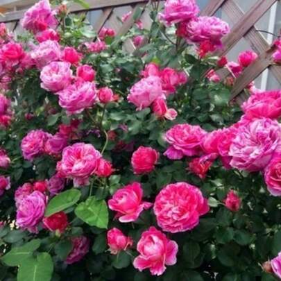 Semillas de Rosa " Ester" (Variedad de Rosa Trepadora) Aproximadamente 100 Granos (Semillas de Flores para Sembrar), Ideal para Decoración de Jardines, Muros y Eventos con Flores Rojas de Pétalos Múltiples