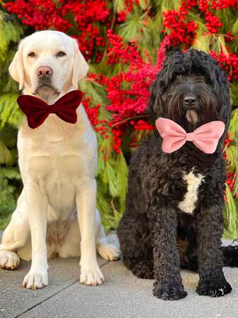 大号宠物天鹅绒领结项圈，可调节颈带配件，适用于猫狗，节日装饰