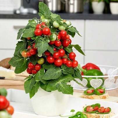 "1.Semillas de Tomate Cherry para Macetas Aproximadamente 60 Granos, Ideal para Balcones y Jardines Urbanos, Se Complementa con Semilla de Chile y Semillas de Flores para Sembrar​ 2.Semillas de Tomate Cherry en Maceta (≈60 Granos), Perfectas para Huertas Caseras y Tiestos Interiores, Acompaña con Pasto para Sombra y Semillas de Flor​ 3.Semillas de Tomate Cherry para Macetas Aproximadamente 60 Granos – Adaptables a Climas Mexicanos, Combina con Semilla de Chile y Semillas de Flores para Sembrar en Tu Espacio Verde​ 4.Semillas de Tomate Cherry (60 Granos Aprox.) para Cultivo en Macetas, Adecuadas para Jardines Familiares y Huertas Comunitarias, Se Une a Semillas de Flor y Pasto para Sombra​ 5.Semillas de Tomate Cherry para Macetas Aproximadamente 60 Granos, Ideal para Ingredientes Frescos, Complementa con Semilla de Chile y Semillas de Flores para Sembrar"