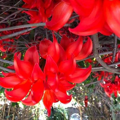 Semillas Glicinia Roja Jade - 10 Unidades Jardín