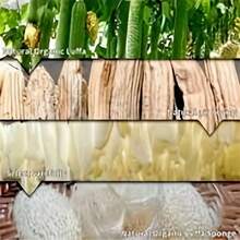 5pcs Loofah - Multi-Purpose Body & Face Exfoliator, Kitchen & Bathroom Cleaner - Expandable Plant Fiber - Multicolor - View 6