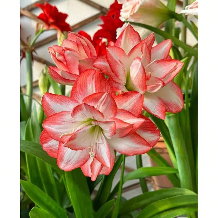 256 piezas de semillas de amarilis - una flor que parece llamas ardientes, una hada de balcón con flores grandes y coloridas - 256 - Ver 1