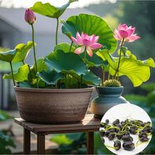 20 Lotos Bonsai de Colores Mixtos Pre-germinados - Listos para Plantar, Perfectos para Jardines Acuáticos Interiores y Exteriores, Incluye Guía de Plantación, Fácil de Cultivar con Cuidado Mínimo - 20 piezas - Ver 1