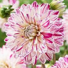 100 piezas de semillas de flor de dalia, semillas de árbol bonsái, semillas de dalia para plato de cena, plantas de dalias en el jardín del hogar, regalo DIY para tu familia - 1 paquete de semillas - Ver 6