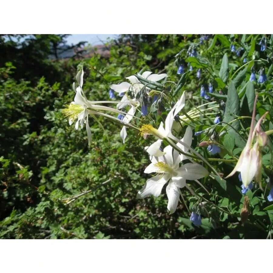 172 piezas de semillas de Queen Fresh Silver Aquilegia Caerulea, semillas de flores blancas para exteriores, regalo de calidad para suministro especial, flores, plantas, horticultura, naturaleza - 172 - Ver 1