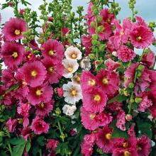 279 piezas de semillas de alcatraces para plantar, semillas de flores de colores mixtos, rojo intenso, rojo, rosa, amarillo y naranja, perfectas para crear tu propio mini jardín. - 279 piezas - Ver 2