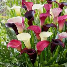 Semillas de Lirio de Cala Hermosas Flores -100pcs Semillas - Semillas - Ver 1