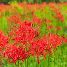190 piezas de bulbos de amarilis rojos, semillas de amarilis, bulbos de luz de amor, bulbos resistentes, flores en flor - 190 - Ver 3