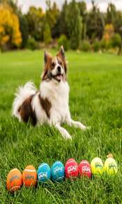 Outward Hound Squeaker Ballz 4-Pack Tennis Ball Dog Toys With Squeaker, Interactive Fetch Play For Pets Under 50 Lbs, Training Balls For Indoor &Amp; Outdoor Exercise, Medium, 25-Inch - ColorE - View 5