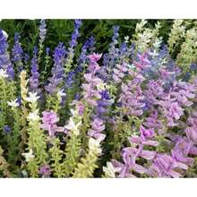 210 piezas de semillas mixtas de salvia Clark (salvia) - 210 - Ver 1