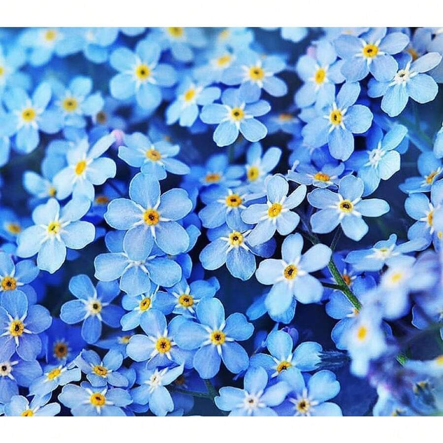 136 piezas de semillas Ego - para acolchado en girasoles y otros bulbos - 136 piezas - Ver 1
